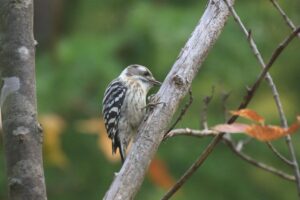 コゲラ2021年10月23日