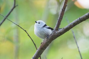 シマエナガ2021年10月23日