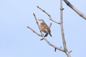 ツグミ2021年10月23日