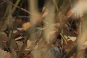 ウグイス2021年10月23日