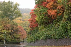 旭山記念公園の紅葉2021年10月23日1第1駐車場入り口付近