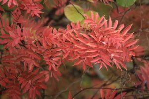 旭山記念公園の紅葉2021年10月23日3ナナカマド