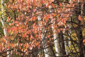 旭山記念公園の紅葉2021年10月23日2エゾヤマザクラとシラカンバ