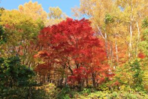 旭山記念公園の紅葉A2021年10月25日