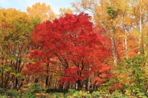 旭山記念公園の紅葉A2021年10月26日