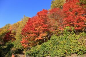 旭山記念公園の紅葉C2021年10月25日