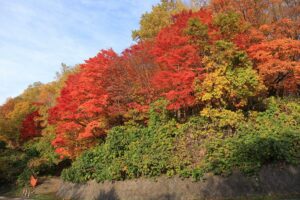 旭山記念公園の紅葉C2021年10月26日