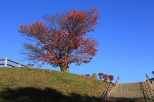 旭山記念公園の紅葉D2021年10月25日