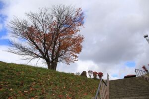 旭山記念公園の紅葉D2020年10月25日