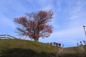 旭山記念公園の紅葉D2021年10月26日