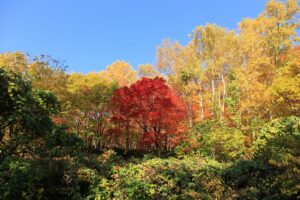 旭山記念公園の紅葉B2021年10月25日