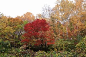 旭山記念公園の紅葉B2020年10月25日