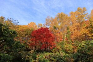 旭山記念公園の紅葉B2021年10月26日