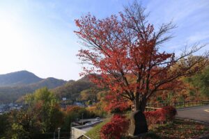 旭山記念公園の紅葉E2021年10月26日