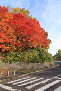 旭山記念公園の紅葉2021年10月26日1