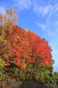 旭山記念公園の紅葉2020年10月26日1