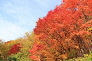 旭山記念公園の紅葉2021年10月26日2