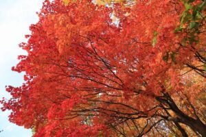 旭山記念公園の紅葉2021年10月26日3