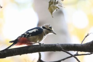 アカゲラ2021年10月29日