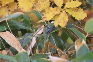 シジュウカラ2021年10月29日