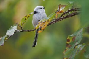 シマエナガ2021年10月29日