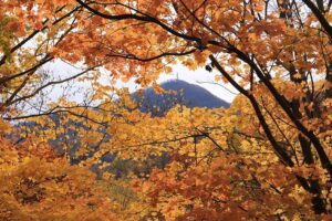 旭山記念公園の紅葉2021年10月31日10