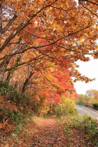 旭山記念公園の紅葉2021年10月31日3