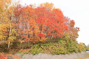 旭山記念公園の紅葉2021年10月31日2