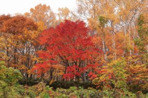 旭山記念公園の紅葉2021年10月31日1