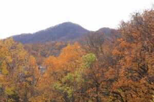 旭山記念公園の桜2021年10月31日4