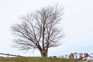 旭山記念公園の紅葉2021年10月31日6