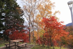 旭山記念公園の紅葉2021年10月31日7