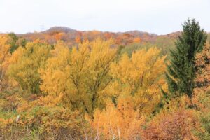 旭山記念公園の紅葉2021年10月31日8