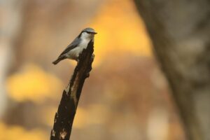 ゴジュウカラ2021年11月6日
