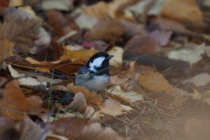 ヒガラ2021年11月6日