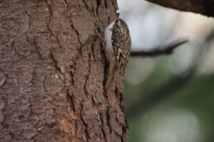 キバシリ2021年11月6日