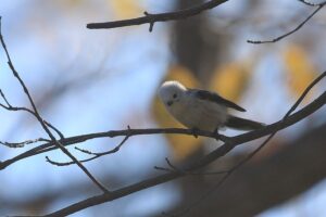 シマエナガ2021年11月6日