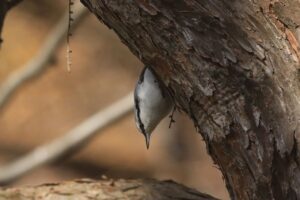 ゴジュウカラ2021年11月13日