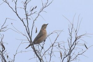ハチジョウツグミ2021年11月14日