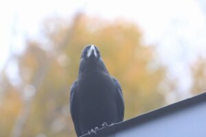 ハシブトガラス2021年11月13日