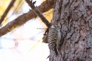 コゲラ2021年11月13日