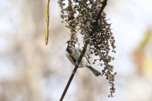 シジュウカラ2021年11月13日