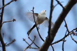 シマエナガ2021年11月13日