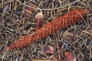 エゾリスのエビフライ（ヨーロッパトウヒ松ぼっくり食痕）2021年11月19日