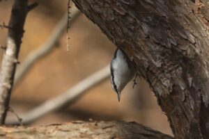 ゴジュウカラ2021年11月19日