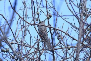 ヒヨドリ2021年11月19日