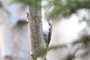 キバシリ2021年11月19日