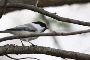 コガラ2021年11月19日