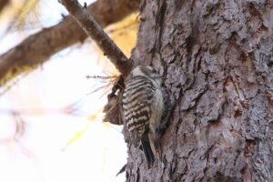 コゲラ2021年11月19日