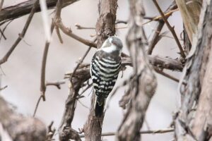 コゲラ雄2021年11月19日